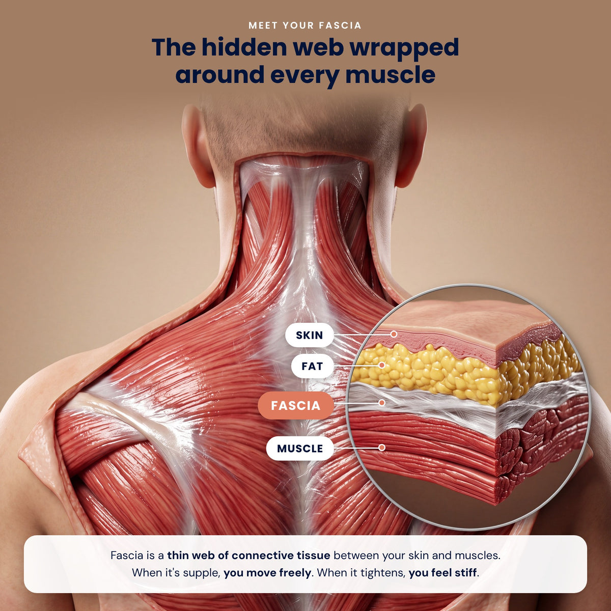 Meet your fascia: the thin web of connective tissue between skin and muscle